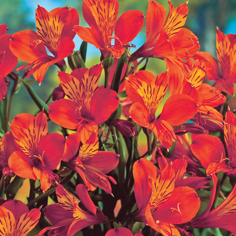 Shop Orange King Peruvian Lily Breck's