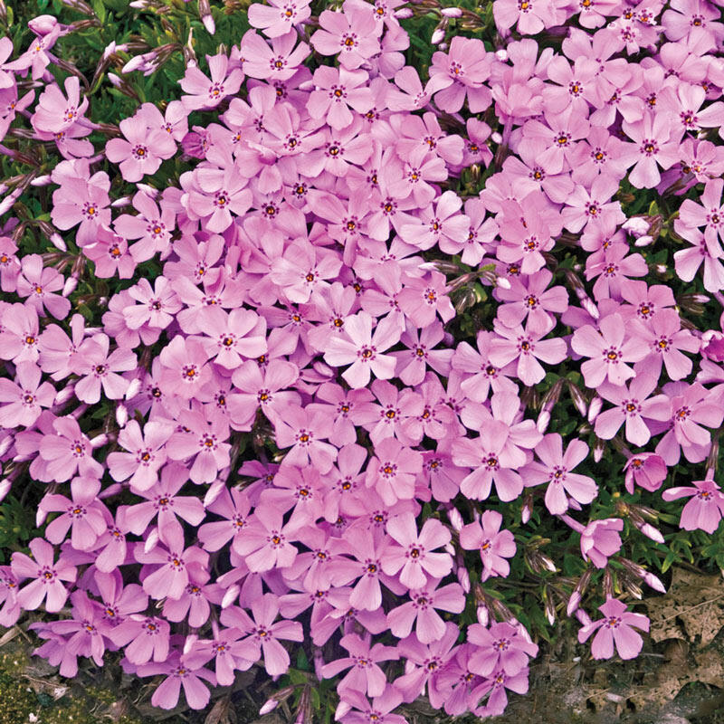 Shop Emerald Pink Carpet Phlox Breck's