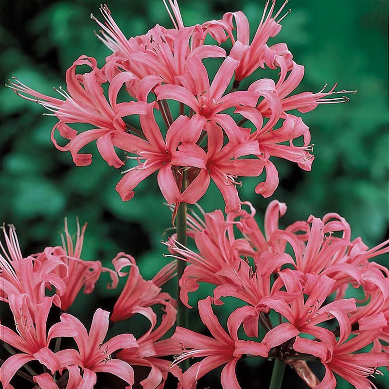Shop Japanese Spider Lily Breck's