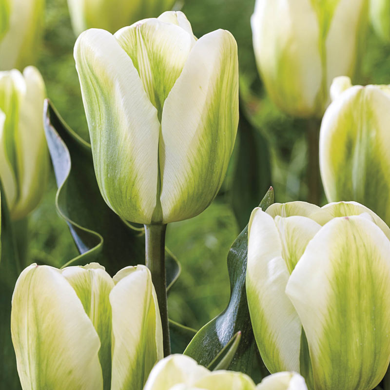Buy Green Spirit Tulip Online Tulip Bulbs for Sale Breck's