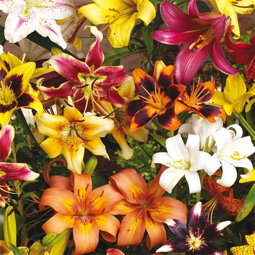All Season Lily Mixture BrecksBulbs.ca