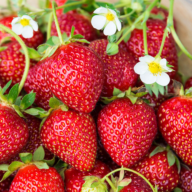 Ozark Beauty Everbearing Strawberry Fruit for Sale at