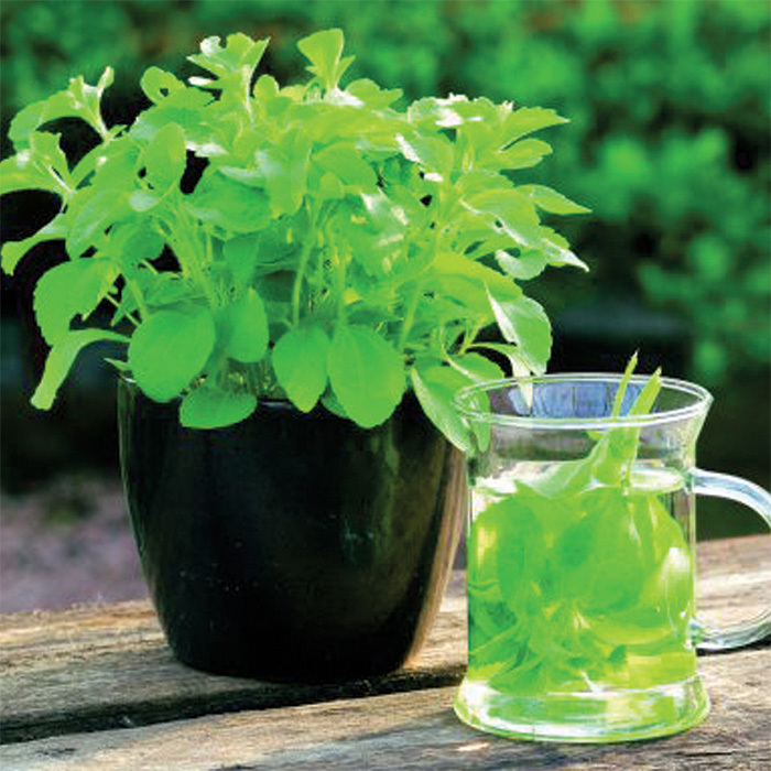 Stevia, Perennials Horticultural Products & Services