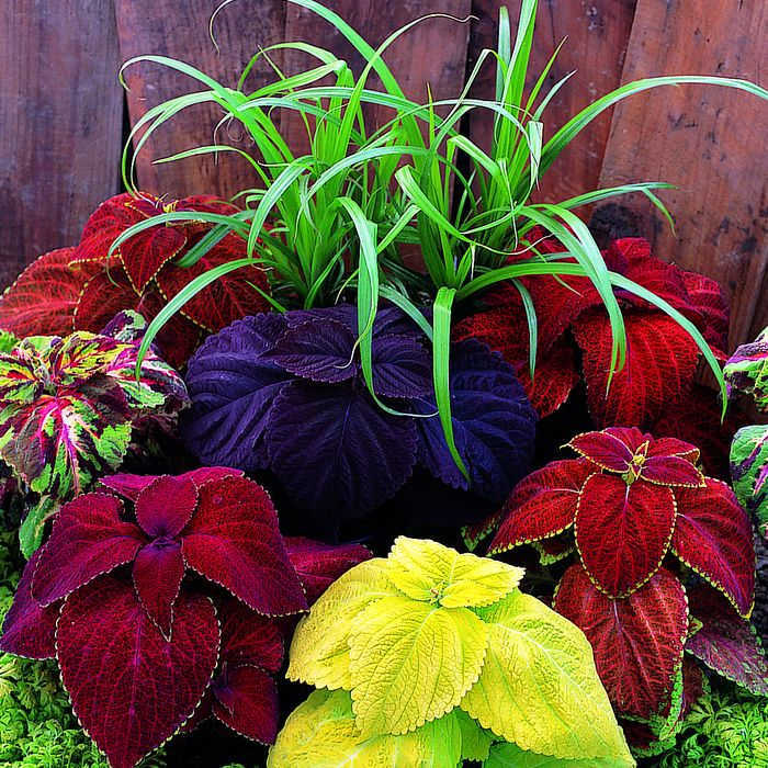 Giant Exhibition Mix Coleus, Coleus Horticultural Products & Services