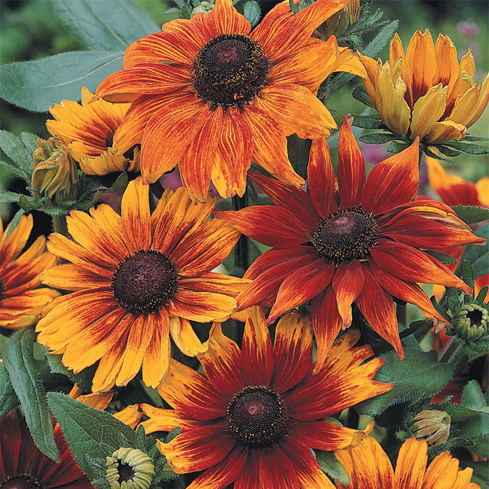 Autumn Colors Rudbeckia, Rudbeckia Horticultural Products & Services