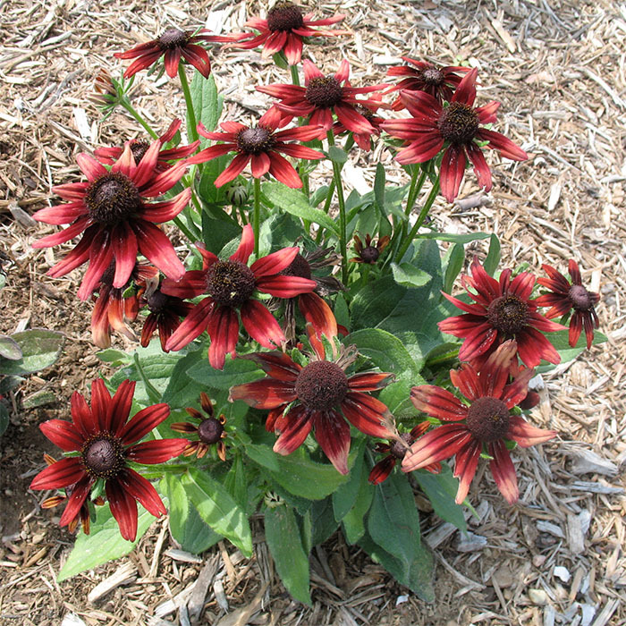 Cherry Brandy Rudbeckia, Rudbeckia Horticultural Products & Services