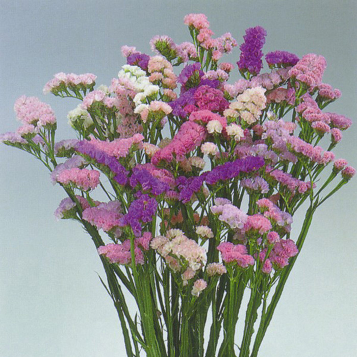 Pastel Shades Statice, Statice Horticultural Products & Services