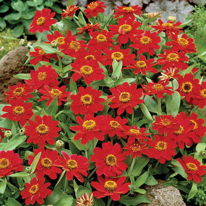 Profusion Cherry Zinnia, Profusion Hybrid Series Horticultural