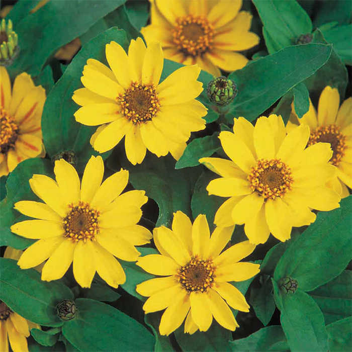 Yellow Profusion Hybrid Zinnia, Zinnias Horticultural Products & Services