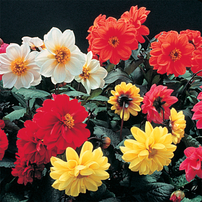 Redskin Mixed Dahlia, Dahlias Horticultural Products & Services
