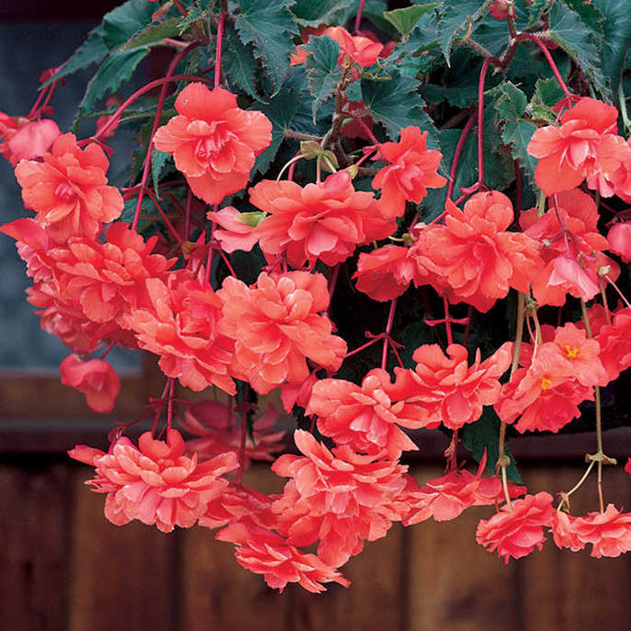 Des Idees Pour Begonia Hanging Basket Spot And Stripe