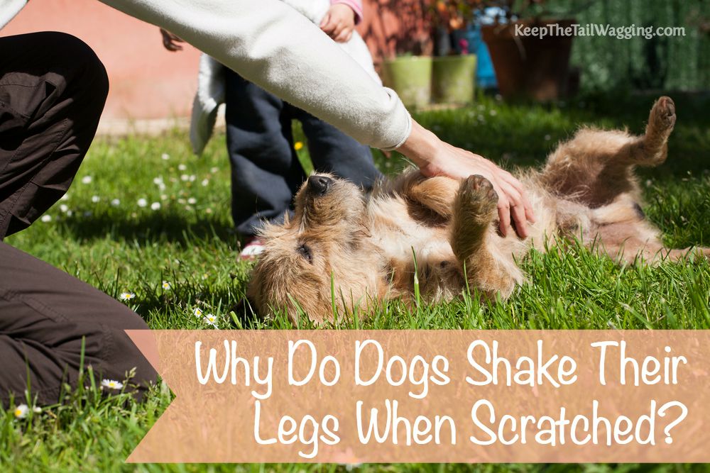 Why Does A Dogs Leg Shake