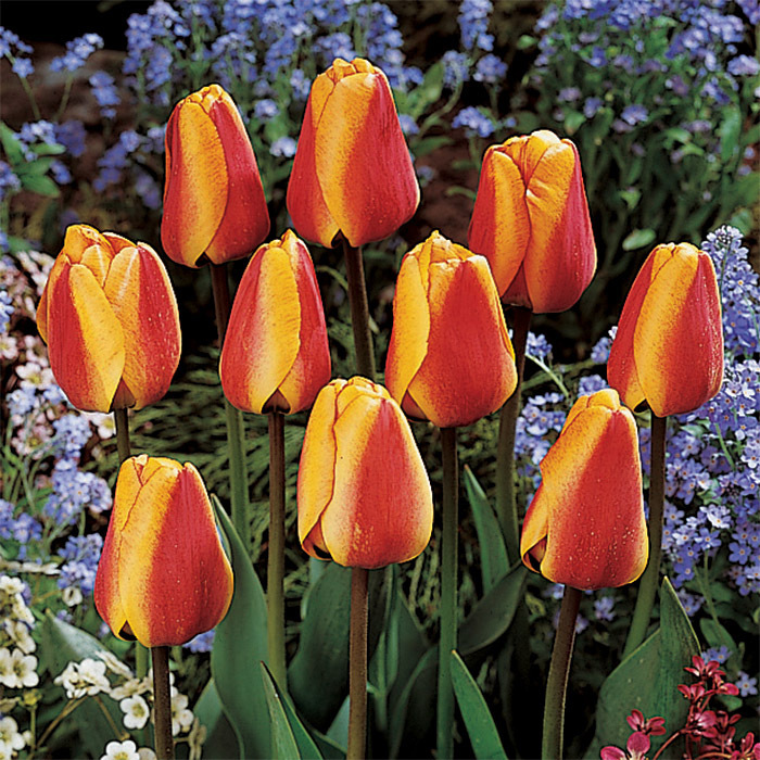 Apeldoorns Elite Darwin Hybrid Tulip, Darwin Hybrids McClure & Zimmerman