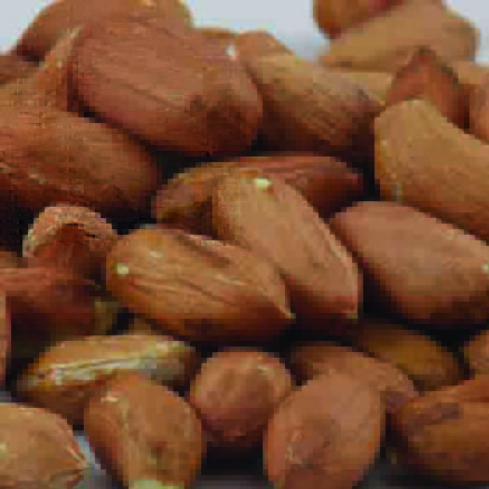 Jumbo Virginia Type Peanut, Peanut Seeds R.H. Shumway's Company