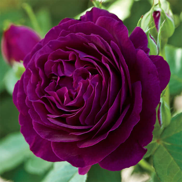 Twilight Zone Grandiflora Rose, Plants R.H. Shumway's Company