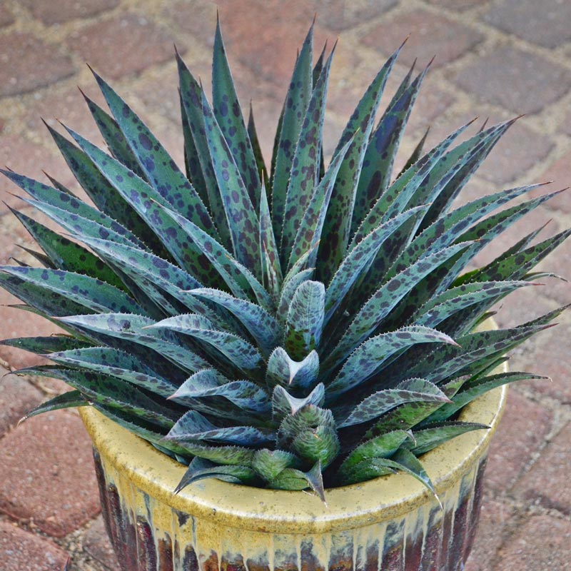 Pineapple Express Mangave Spring Hill Nurseries