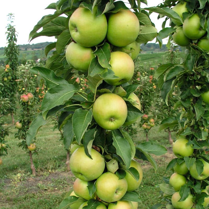 Tangy Green Urban Apple Shop Fruit Trees Spring Hill
