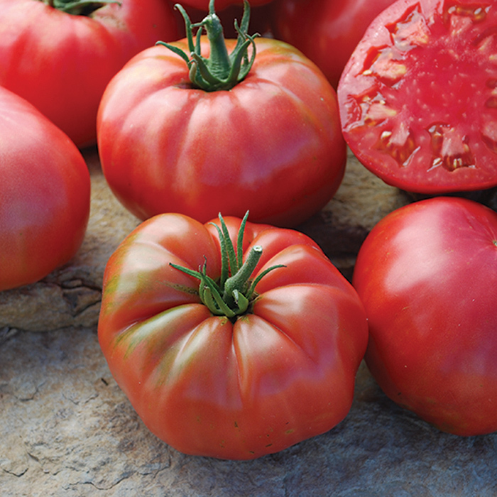 Mrs. Maxwell's Big Italian Tomato, Heirloom Tomato Seeds Totally Tomatoes