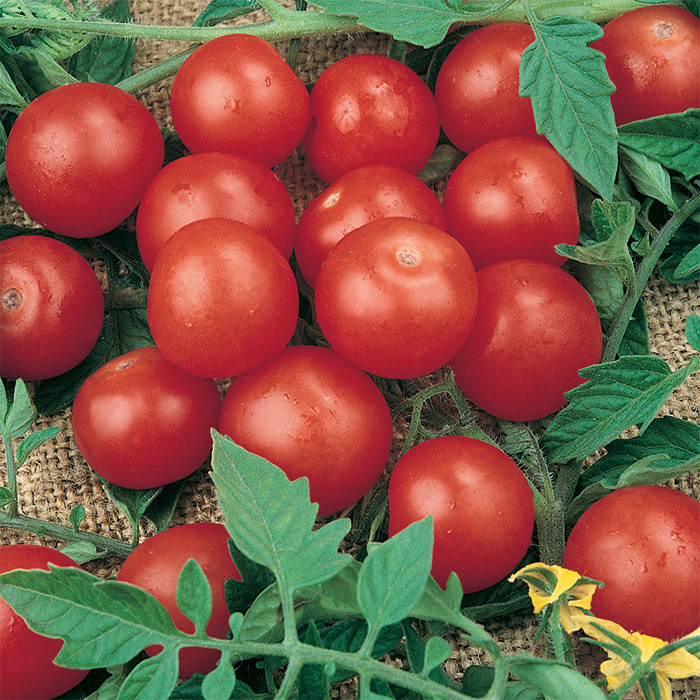 Tiny Tim Tomato, Cherry/Grape Tomato Seeds Totally Tomatoes