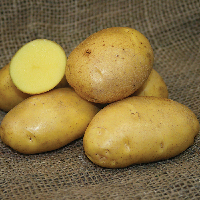 German Butterball Potato, Potatoes Vermont Bean Seed Company