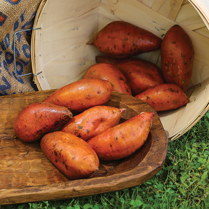 Covington Sweet Potato Plants, Sweet Potatoes Vermont Bean Seed Company