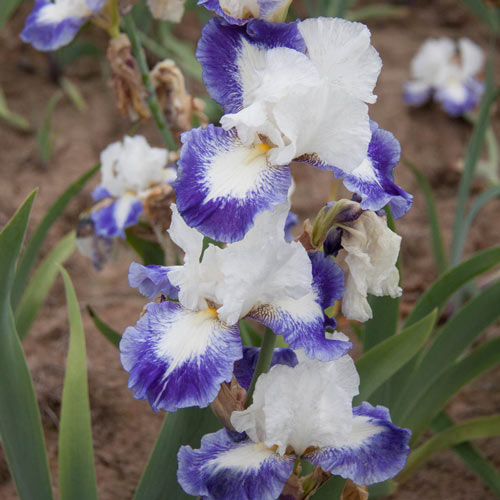 Mission Ridge Bearded Iris K. van Bourgondien