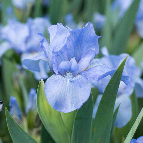 Forever Blue Dwarf Bearded Iris K. van Bourgondien