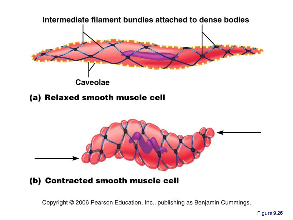 smooth muscle cell structure and function Healthy Herbal