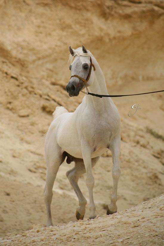 Egyptian Bloodlines from Around the World Straight