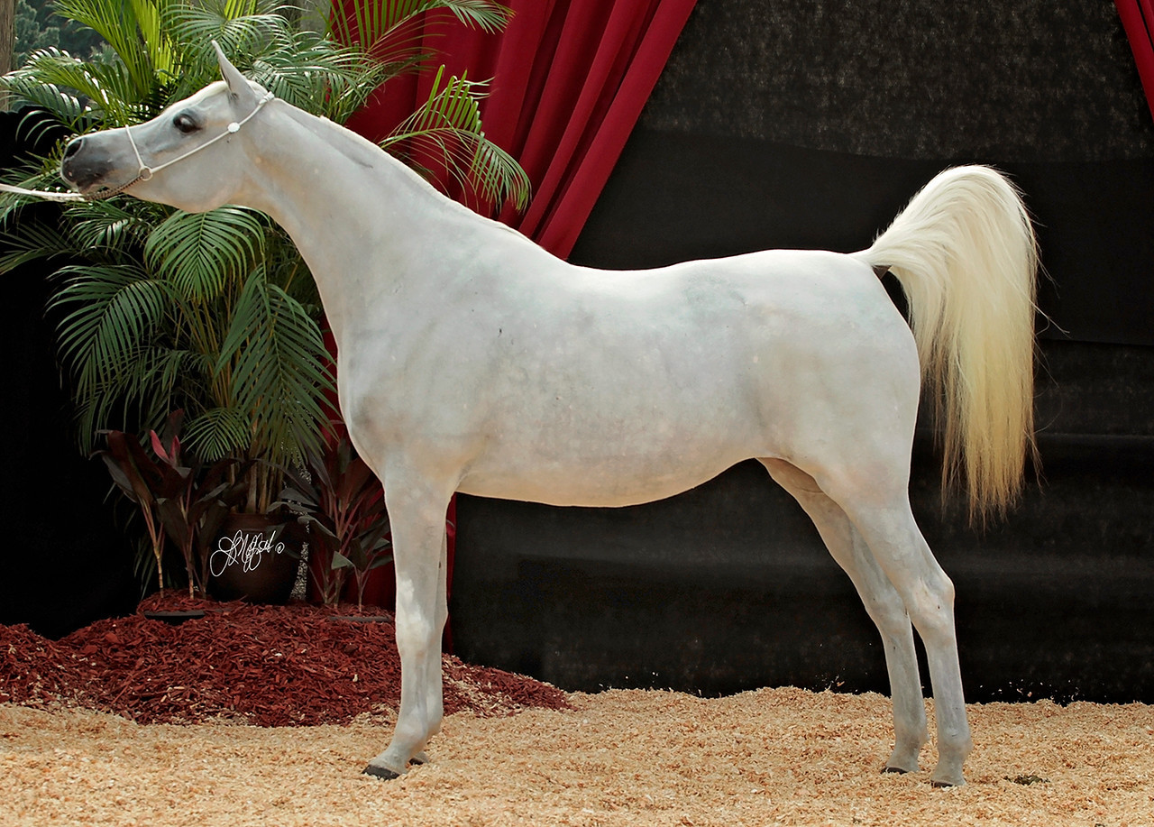 DeSha Kasmaara Straight Egyptian Arabian Horses