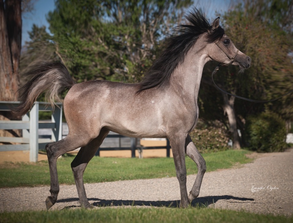 Sheikh Sami SMF 2014 Grey Colt Silver Maple Farm
