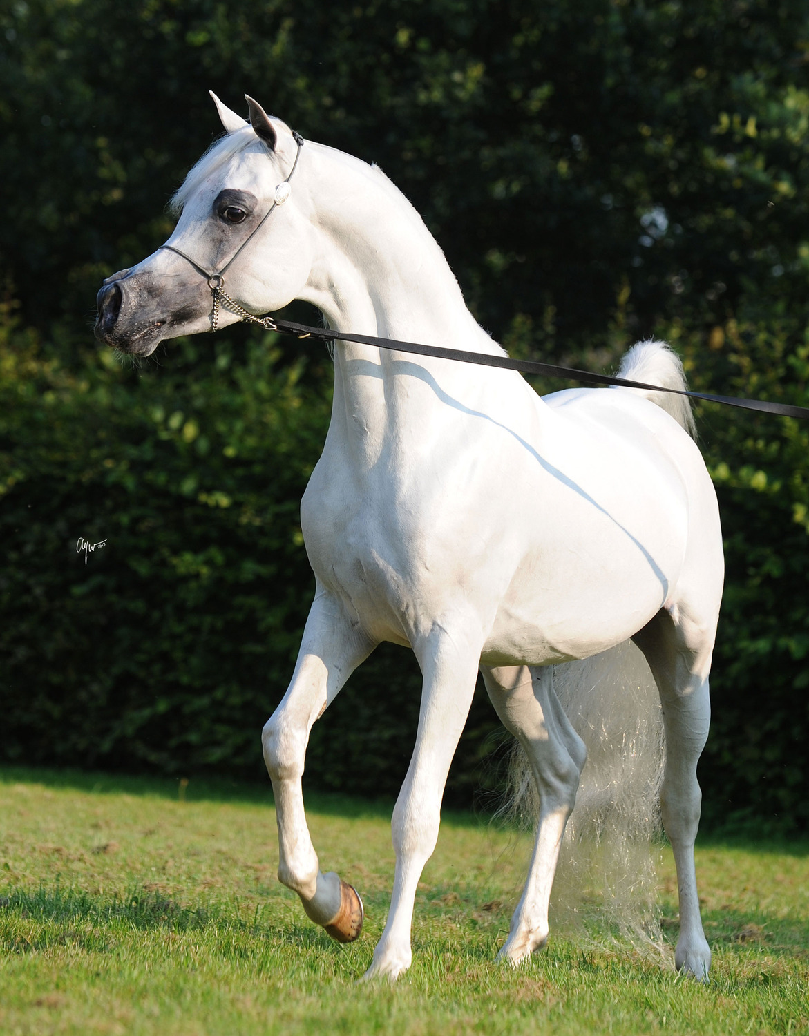 RL Artique Arabian Horses of Stonewall Farm