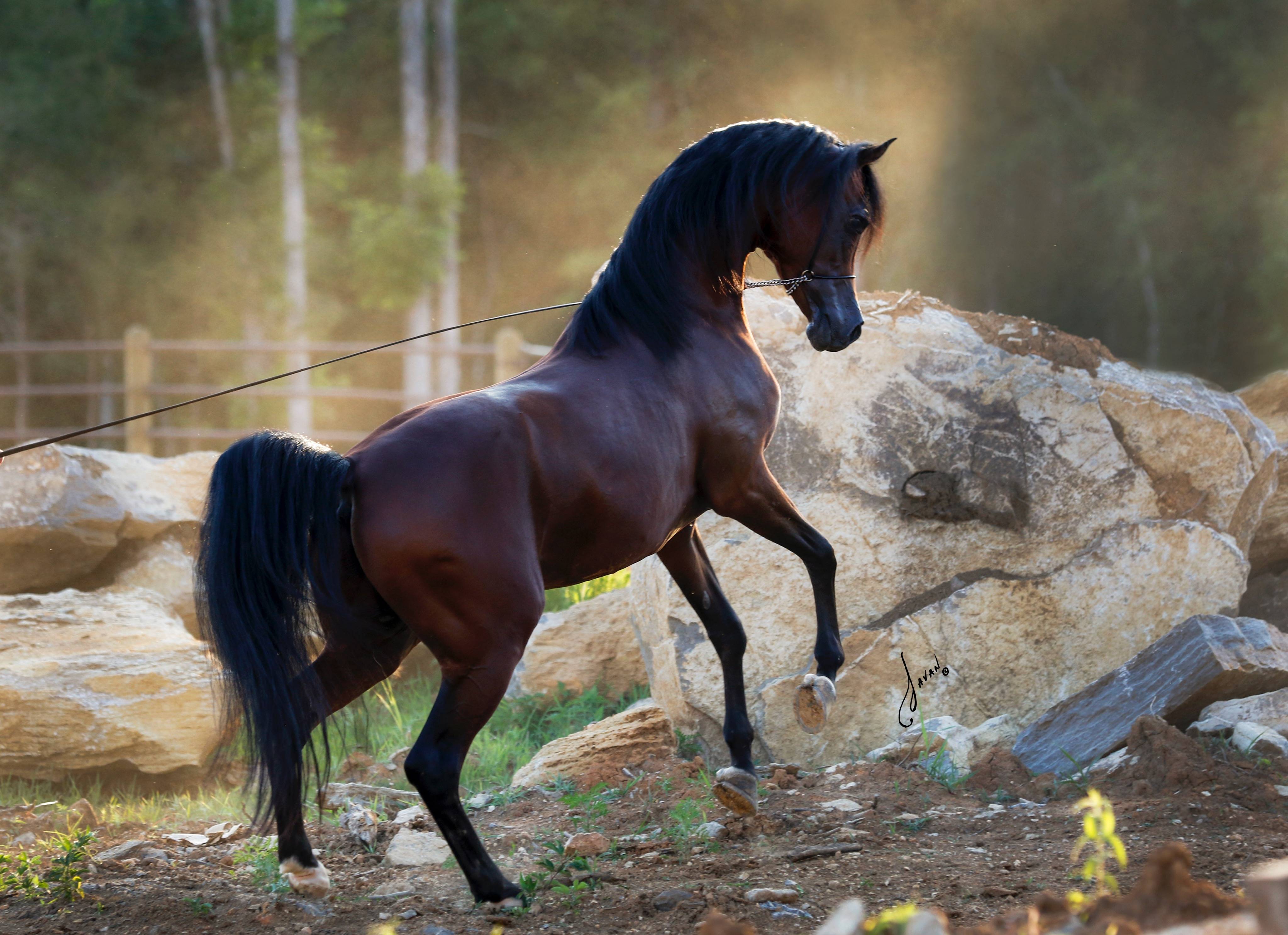 Ted Carson Arabian Horse Training Ted Carson Arabians