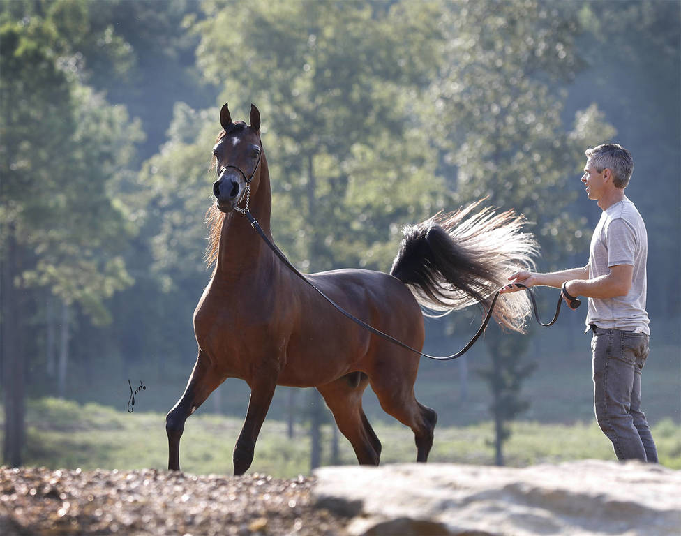 Allgood Avicii Ted Carson Arabians