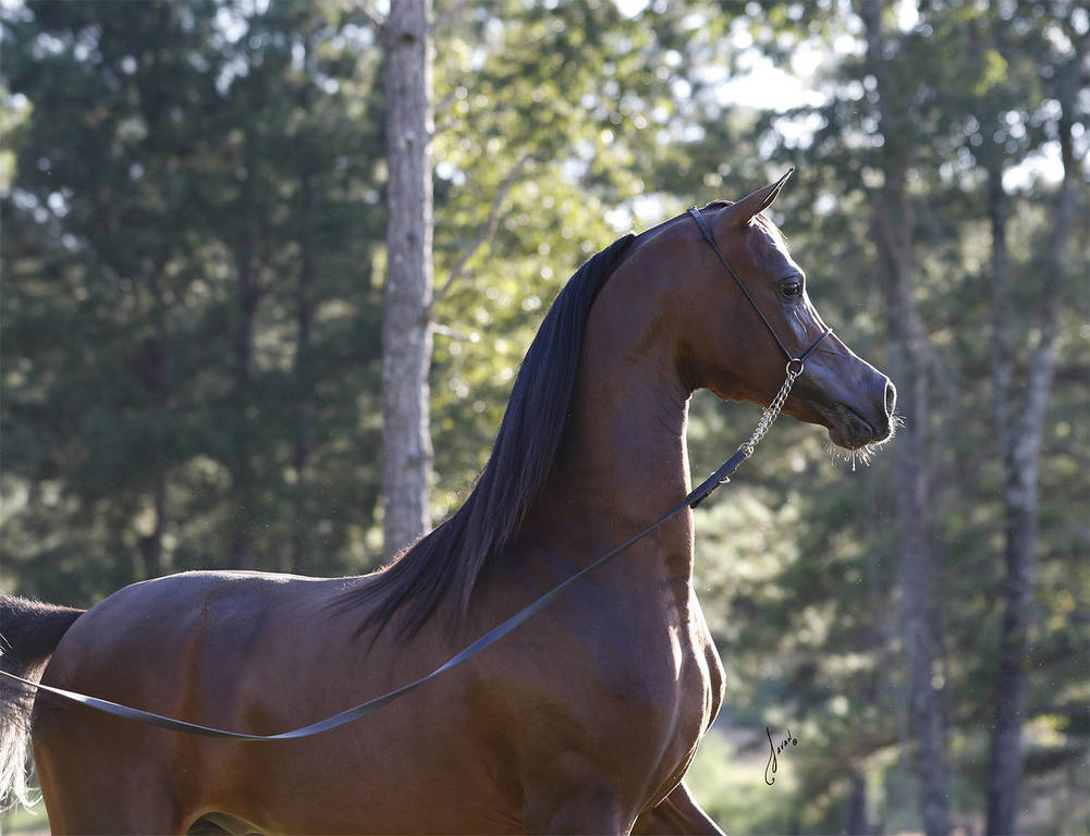 Allgood Avicii Ted Carson Arabians