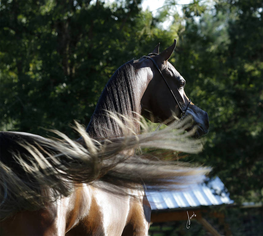 Allgood Avicii Ted Carson Arabians