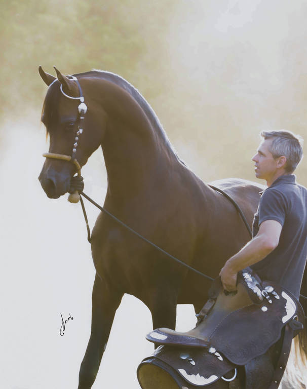 Allgood Avicii Ted Carson Arabians