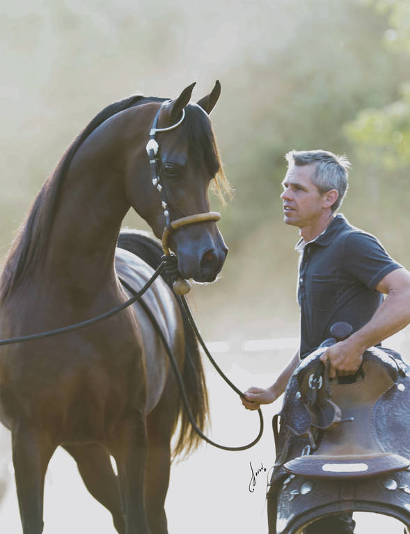 Allgood Avicii Ted Carson Arabians