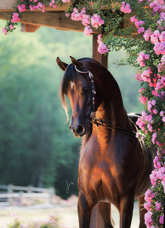 Allgood Avicii Ted Carson Arabians