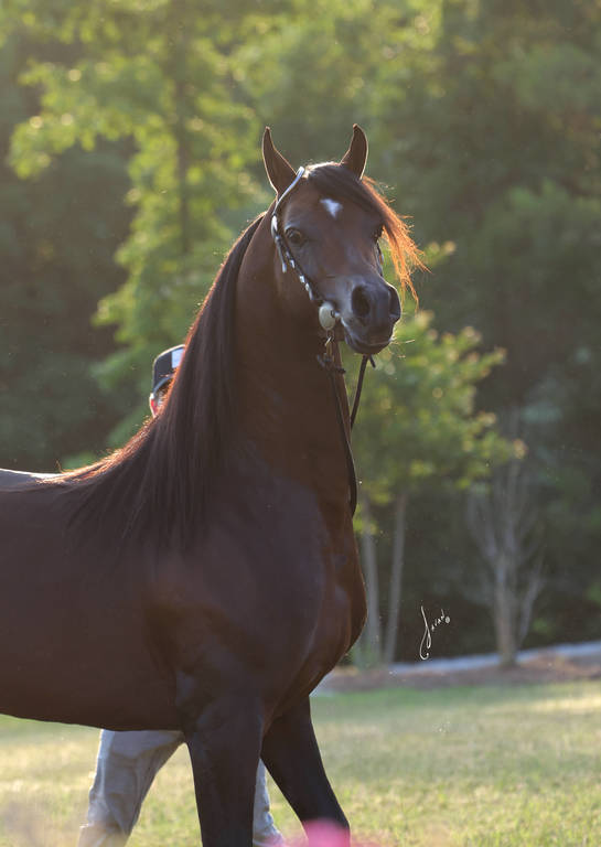 Allgood Avicii Ted Carson Arabians