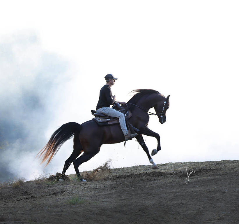 Allgood Avicii Ted Carson Arabians