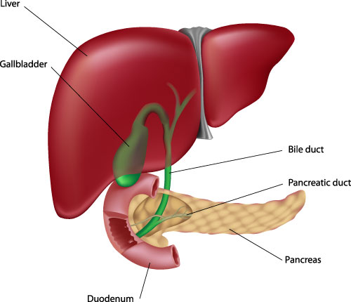 Accessory Organs
