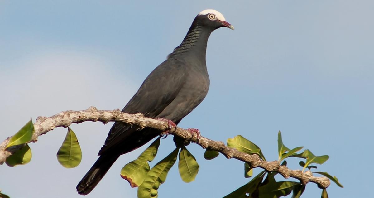 Whitecrowned Pigeon Overview, All About Birds, Cornell Lab of Ornithology