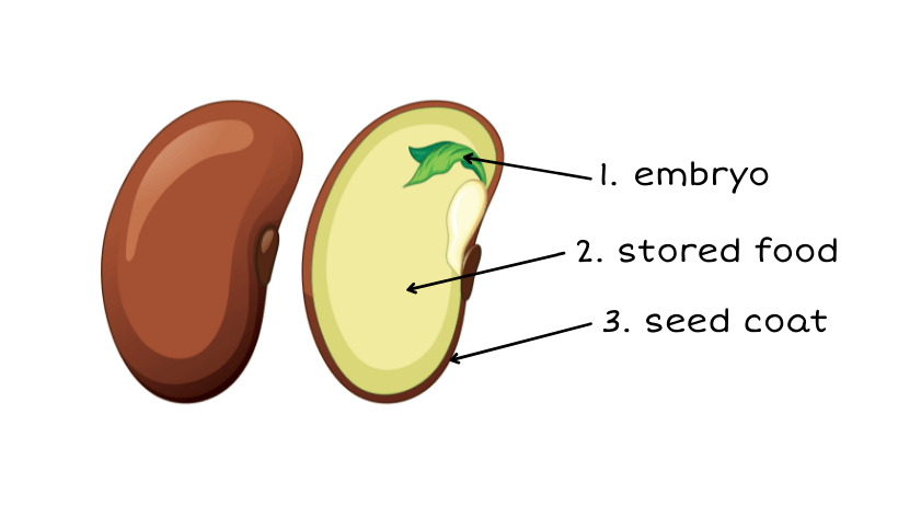 Introduction: Parts of a Seed