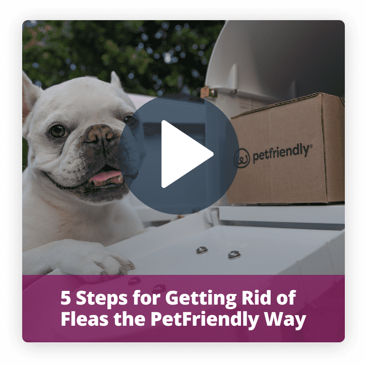How to Get Rid of Fleas the PetFriendly Way PetFriendly