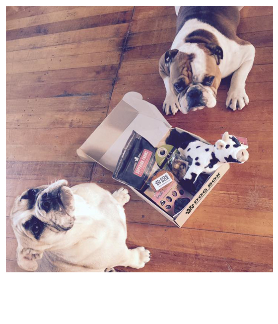 NZ DOG BOX Shop/Product