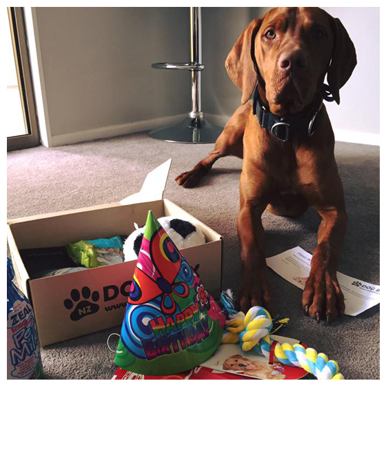 NZ DOG BOX Shop/Product
