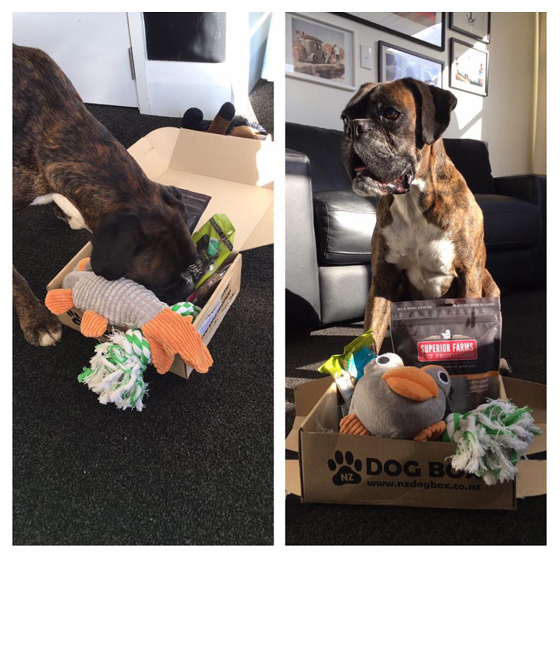 NZ DOG BOX Shop/Product
