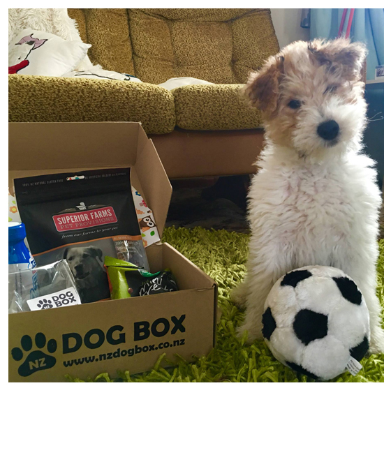 NZ DOG BOX Shop/Product
