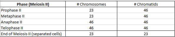 Chromosome and Chromatid Numbers during Mitosis and Meiosis DAT Bootcamp